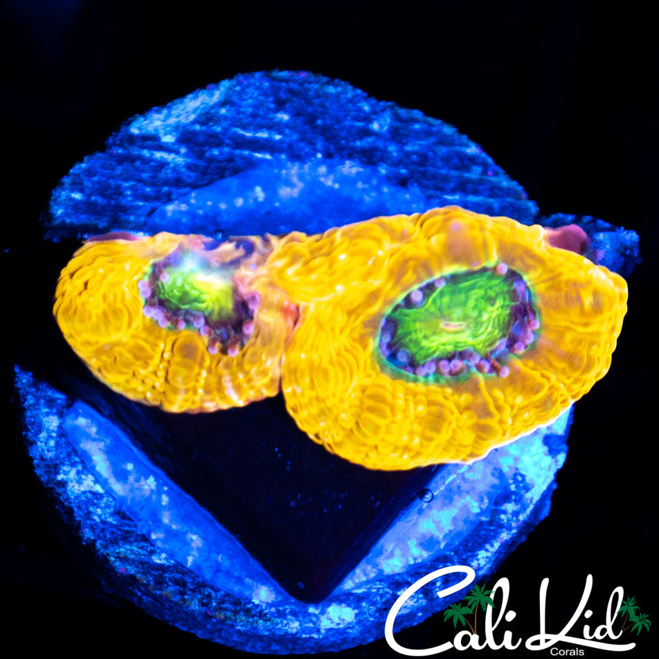 SNIPER SPS RAINBOW BOWER