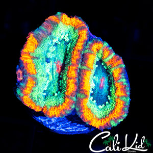 RARE ACAN DOUBLE