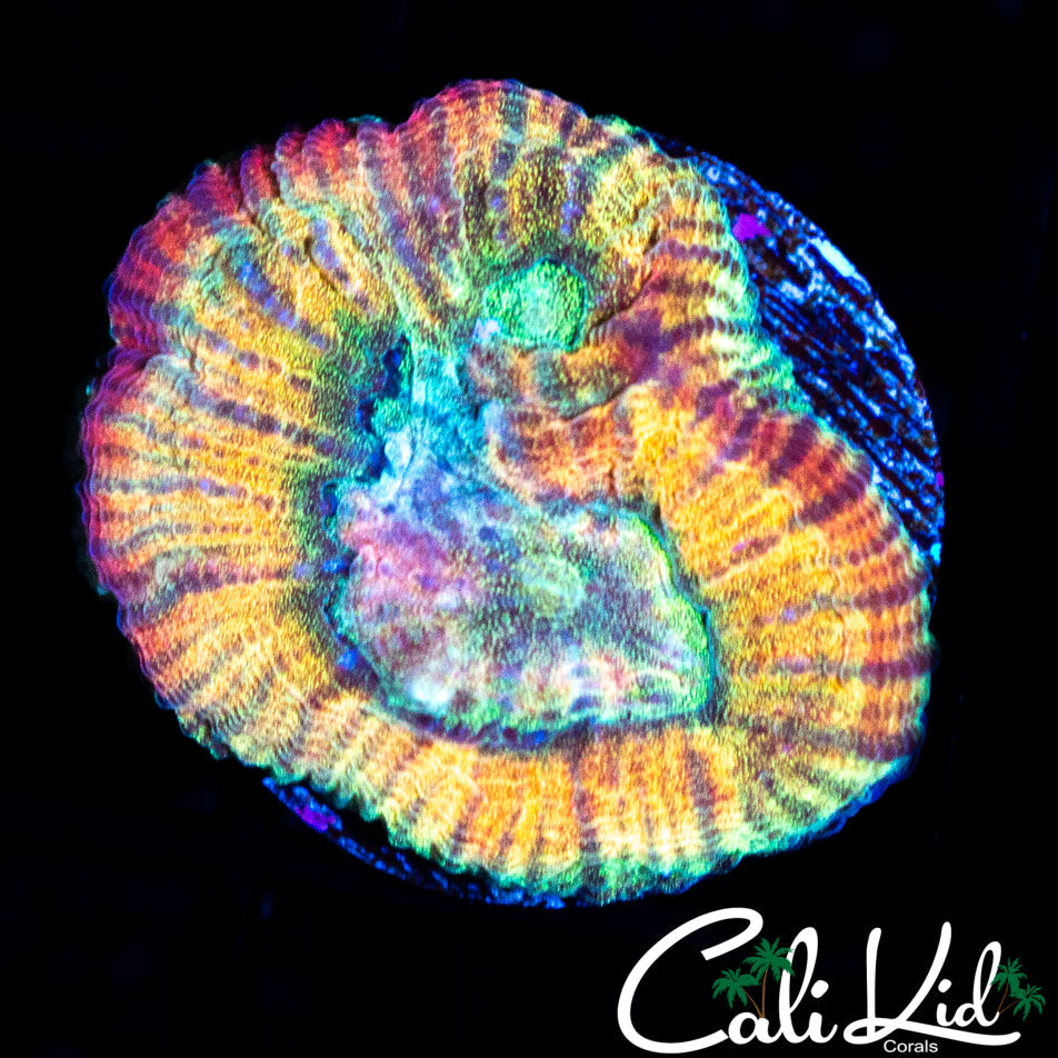 RAINBOW FAVIA FRAG