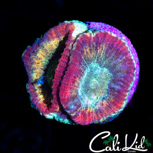 ULTRA RAINBOW FAVIA DOUBLE