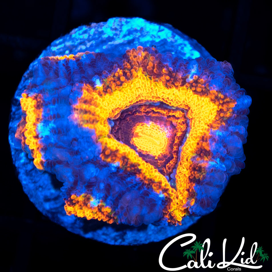 ULTRA ACAN QUAD