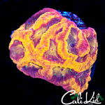 CK PANDEMIC FAVIA