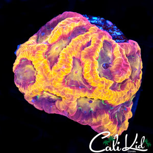 CK PANDEMIC FAVIA