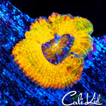 CK BANANA BOAT ACAN