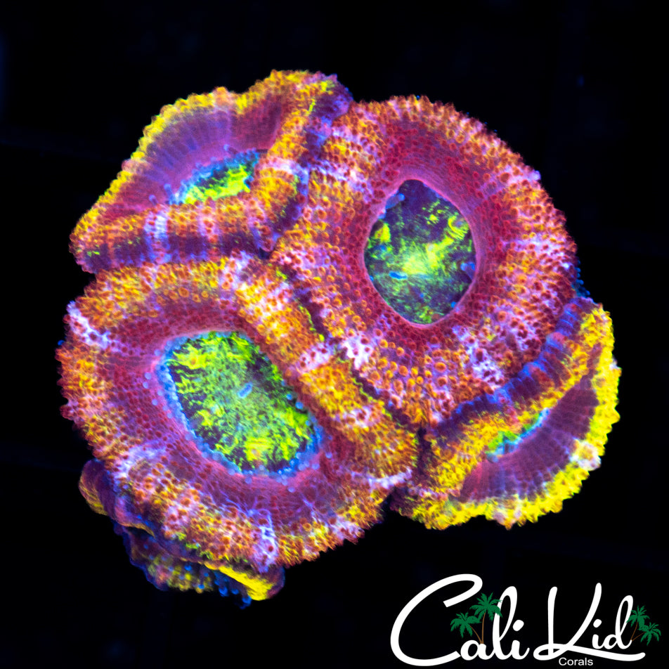 ULTRA RAINBOW ACAN MINI COLONY