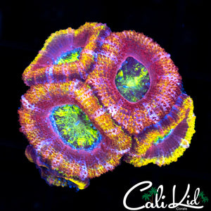 ULTRA RAINBOW ACAN MINI COLONY