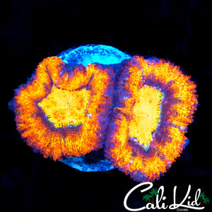 ULTRA ACAN DOUBLE