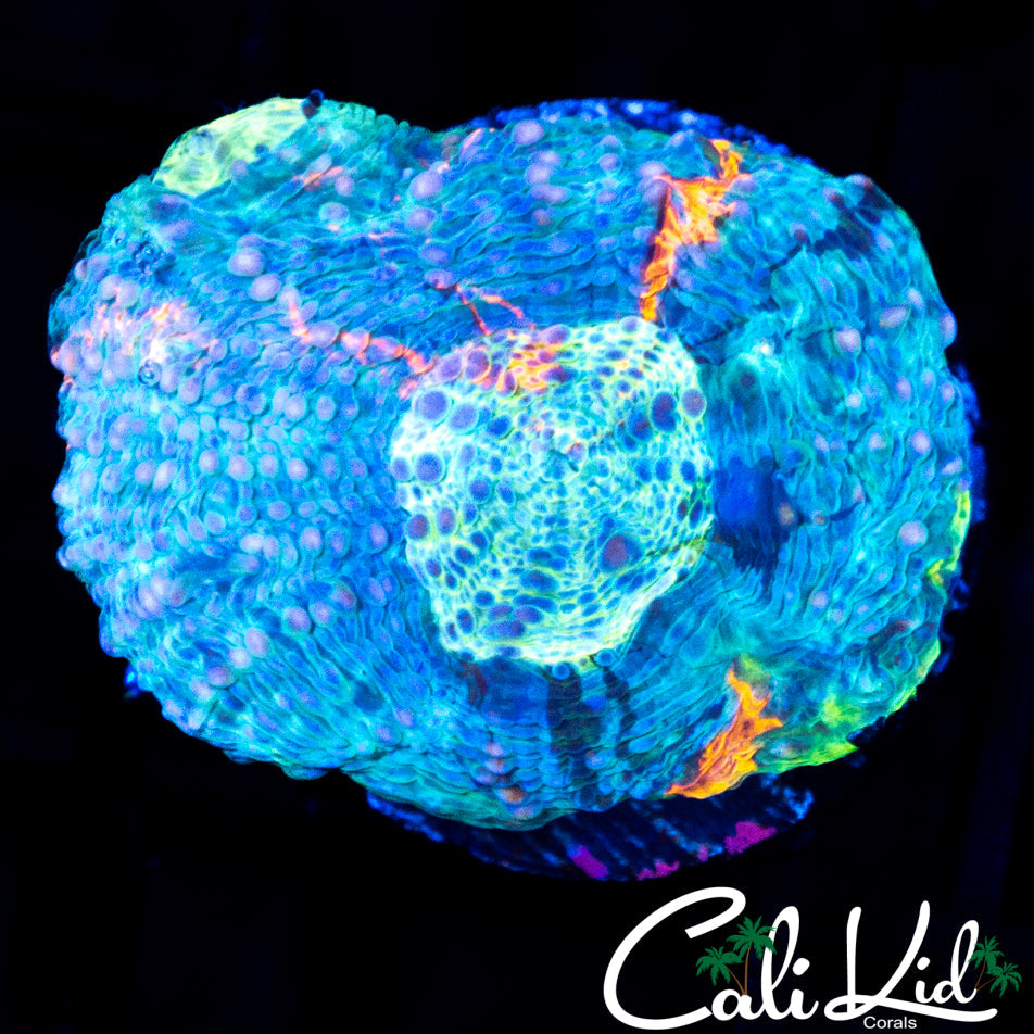 BIG R GUMDROP ECHINATA