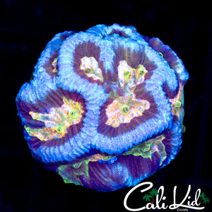 ULTRA RAINBOW FAVIA
