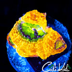 SNIPER SPS RAINBOW BOWER