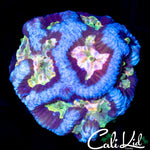 RAINBOW SWIRL FAVIA