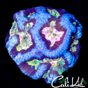 RAINBOW SWIRL FAVIA
