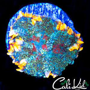 TRI COLOR RHODACTIS