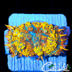 INSANE RAINBOW RHODACTIS