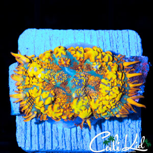 INSANE RAINBOW RHODACTIS