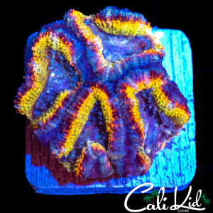 ULTIMATE RAINBOW ACAN QUAD