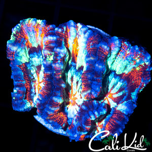 RAINBOW WILSONI FRAG