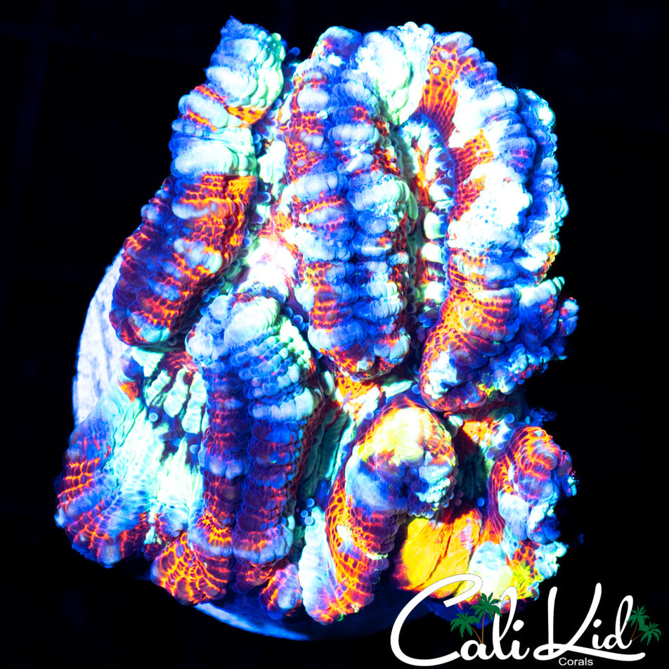 ULTIMATE RAINBOW WILSONI