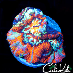 RAINBOW WILSONI FRAG