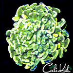 SPLATTER BRANCHING HAMMER