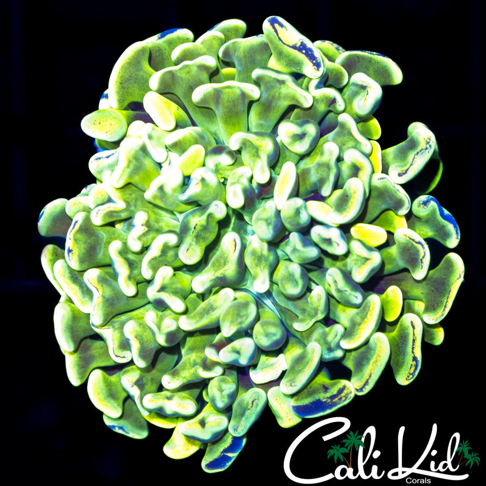 SPLATTER BRANCHING HAMMER