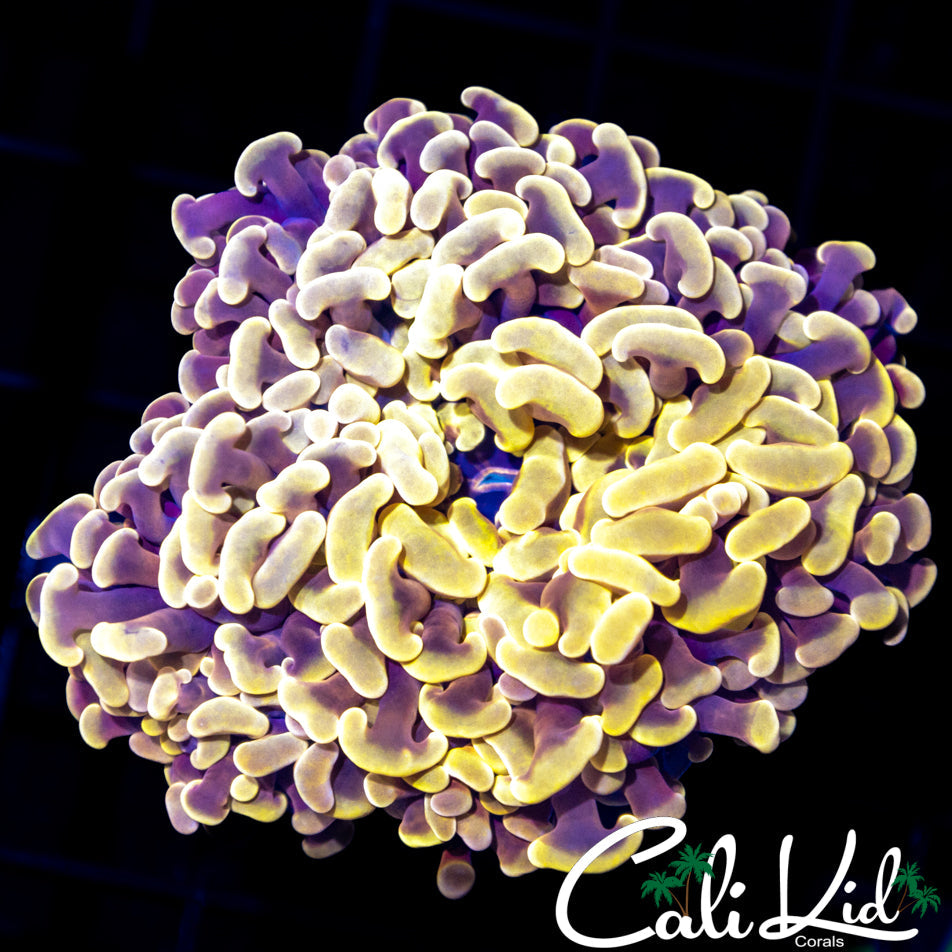 GOLDEN BRANCHING HAMMER