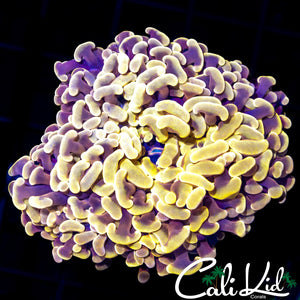 GOLDEN BRANCHING HAMMER