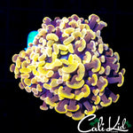 GOLDEN BRANCHING HAMMER