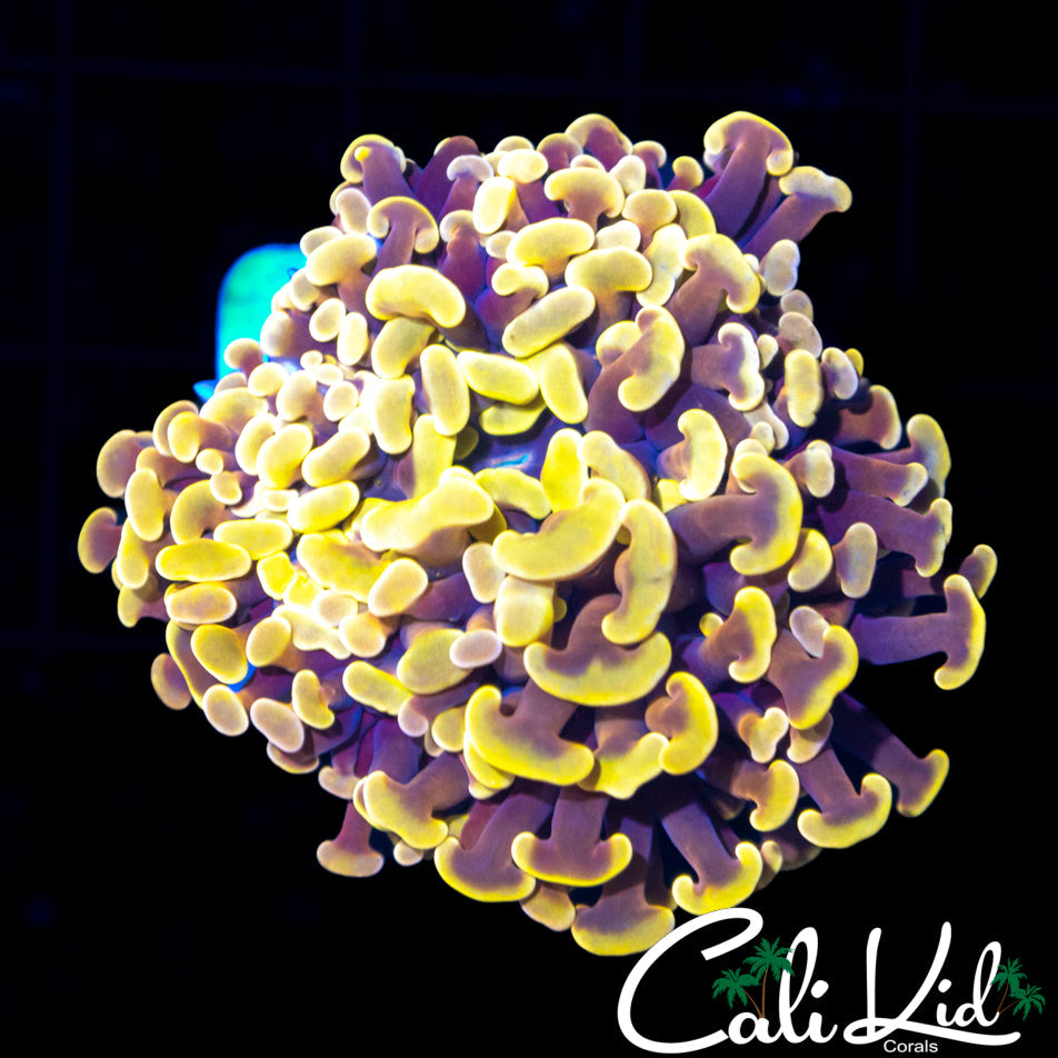 GOLDEN BRANCHING HAMMER