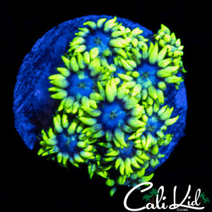 BLUE MAGOO GONI