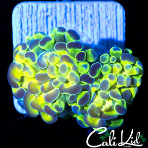 HOLOGRAM TYPE BRANCHING HAMMER