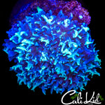 ICE CAP CARPET MUSHROOM