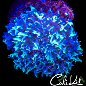 ICE CAP CARPET MUSHROOM