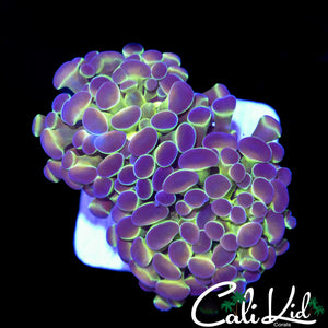 HOLOGRAM TYPE HAMMER DOUBLE
