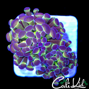 HOLOGRAM TYPE BRANCHING HAMMER