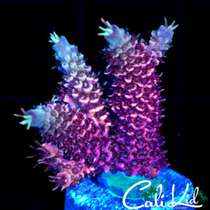 HOT PINK MILLI FRAG