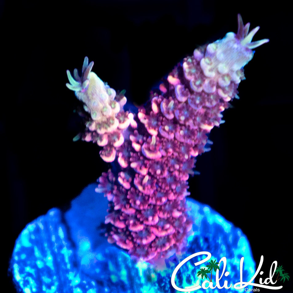 HOT PINK MILLI