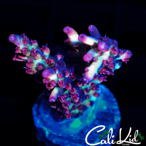 CK SHORTCAKE FRAG