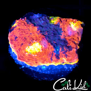 INDO RAINBOW RIM CHALICE