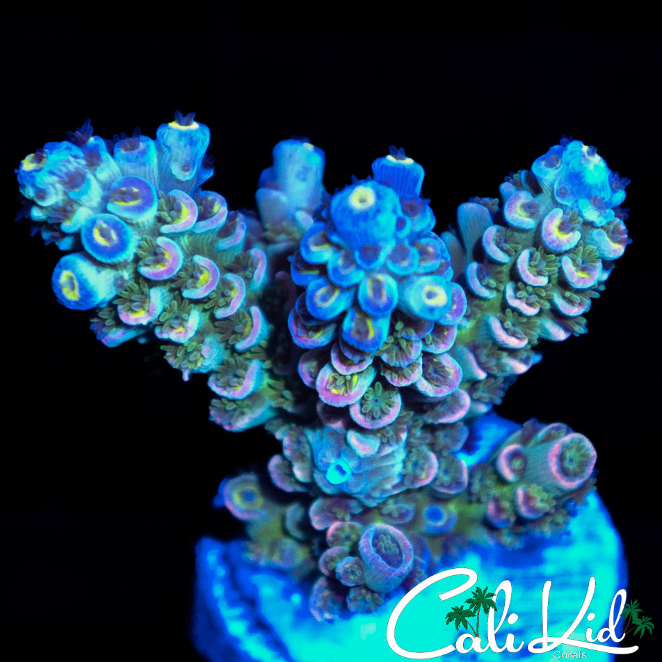 INSANE RAINBOW TENIUS CHUNK