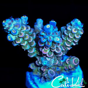 INSANE RAINBOW TENIUS CHUNK