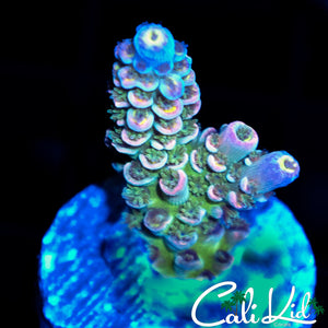 INSANE RAINBOW TENIUS FRAG