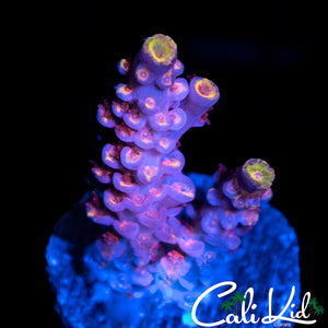 PINK POLYP TENIS FRAG