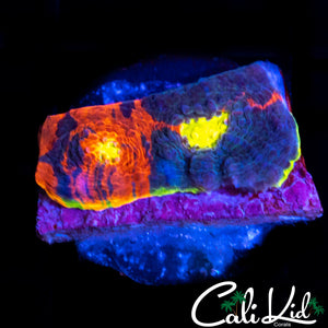INDO RAINBOW CHALICE