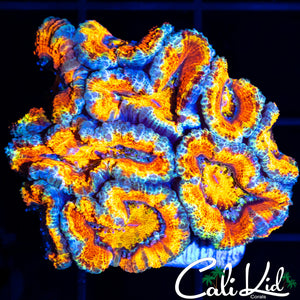 ULTIMATE RAINBOW ACAN MINI COLONY