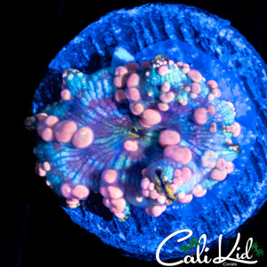 NEPTUNE BOUNCE