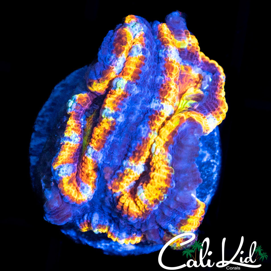 ULTRA RAINBOW ACAN QUAD