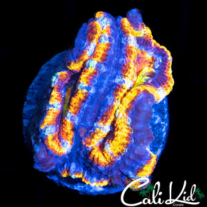 ULTRA RAINBOW ACAN QUAD