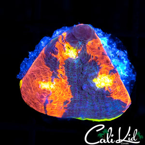 INDO RAINBOW CHALICE