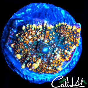 MYSTERY RAINBOW RHODACTIS
